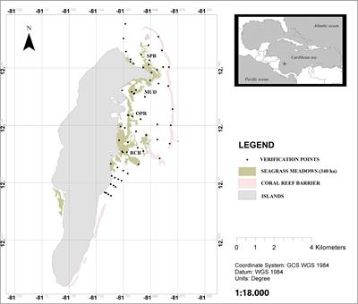 Stronger Together: Do Coral Reefs Enhance Seagrass Meadows “Blue Carbon” Potential?